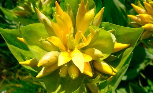La genciana, reina de los pastos alpinos