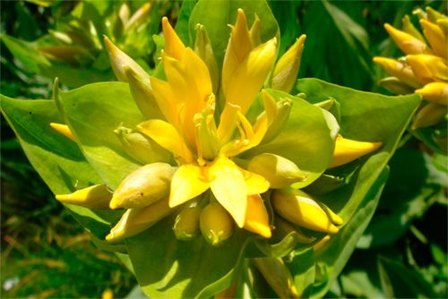La genciana, reina de los pastos alpinos